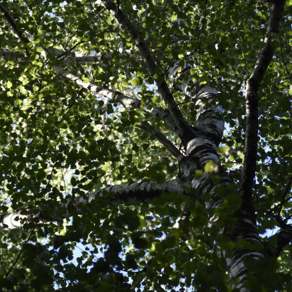 Betula