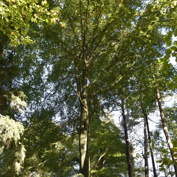 Hohe-Buche
