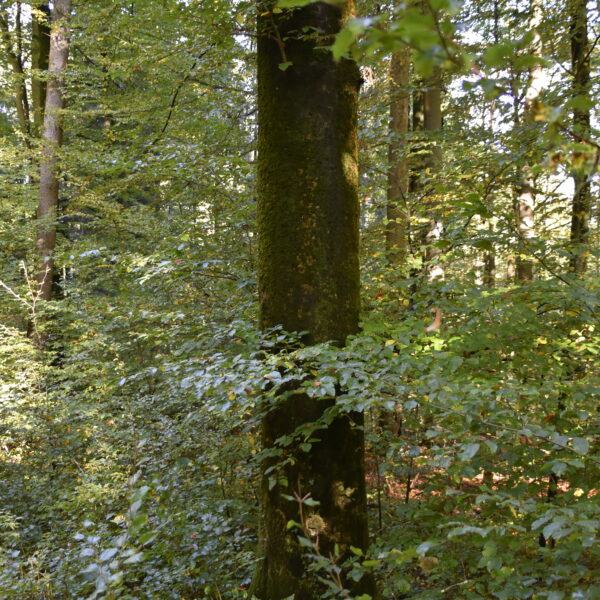 Green-Pillar