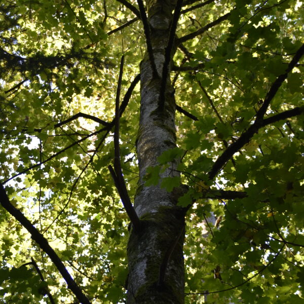 Sunnestrahl