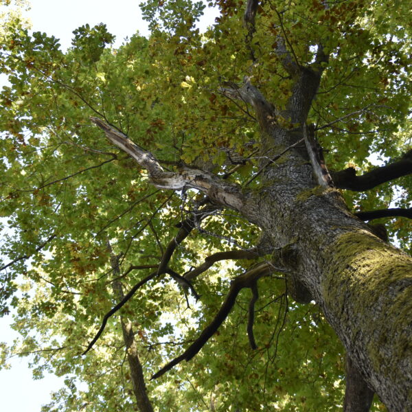 Hirschkäfer-Eiche