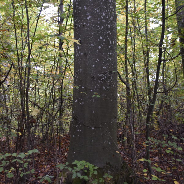 Schneeflocken-Buche