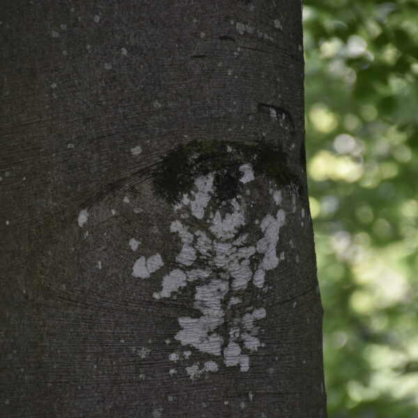 Augen-Buche