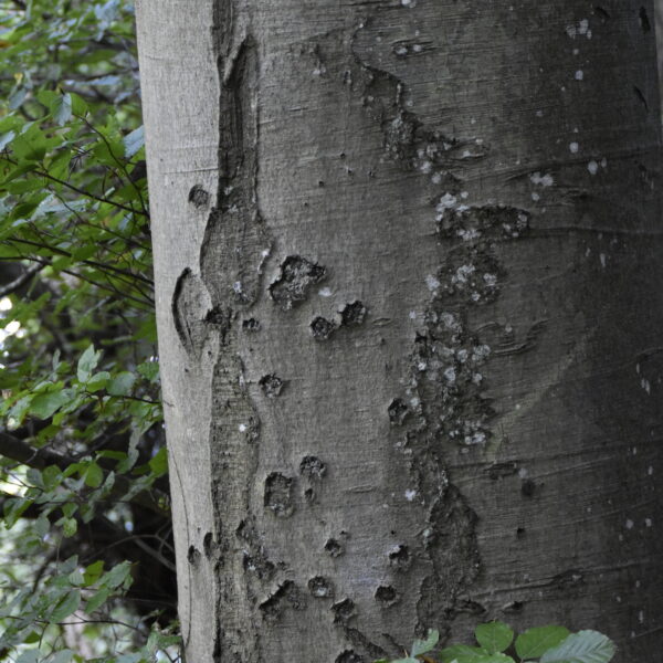 Reisnagel-Buche
