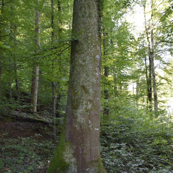 Magenta-Buche