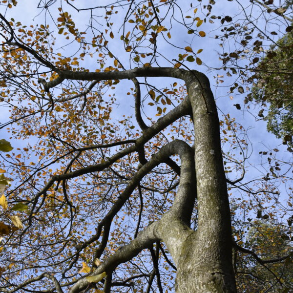 Genopteryx