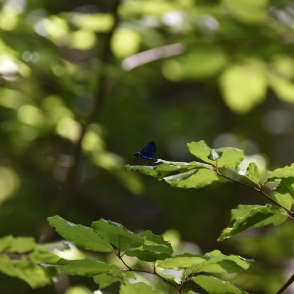 Calopteryx-Buche