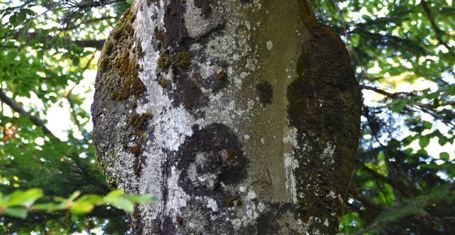 Am-Abhang-Buche