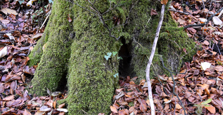 Kessel-Buche