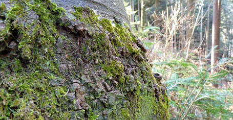 Gspängschtli-Buche