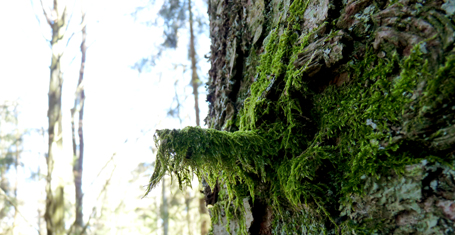 Gurgel-Tanne