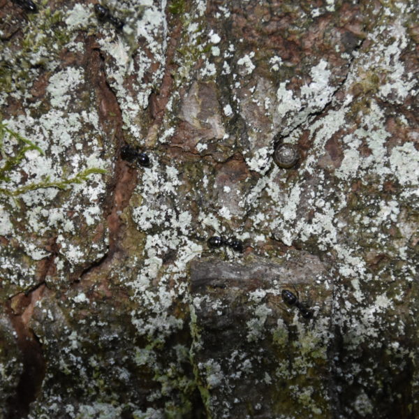 Ameisen-Tanne
