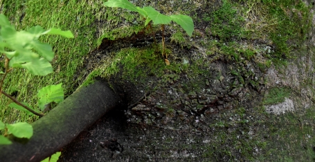 Wurzelmändli