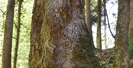 Knorrli