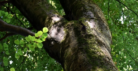Geigen-Buche