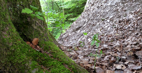 Felsen-Buche