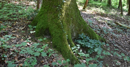 Downhill-Eiche