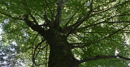Rotkehlchen
