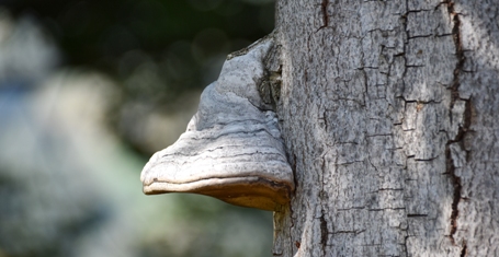 Schnabel-Buche