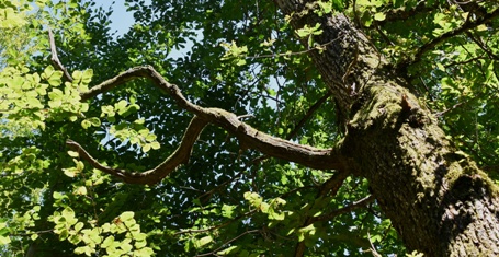 Survival-Eiche