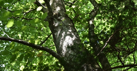 Weissling