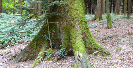 Big-Foot-Eiche