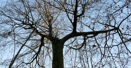 Baobab