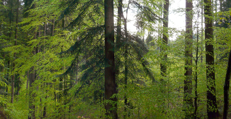 Holzwespen-Tanne