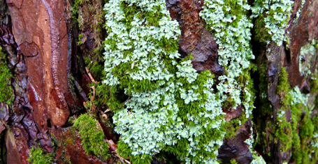 Horst-Föhre