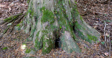 Methusalem