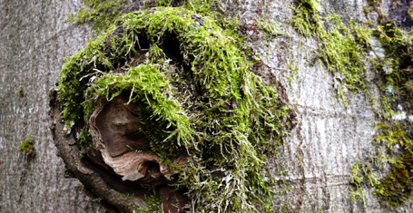 Ohr-Buche