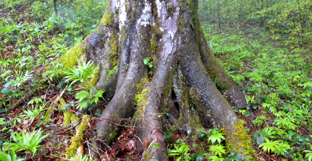 Regenwald-Buche