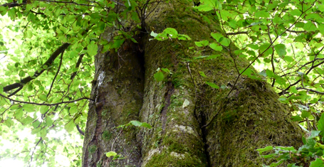 Runzel-Buche