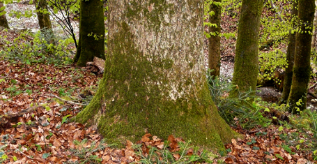Tobel-Esche