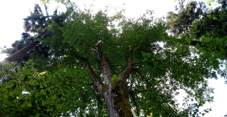 Trisel-Buche