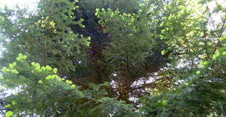 Wetter-Tanne