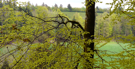 Wirrwarr-Buche