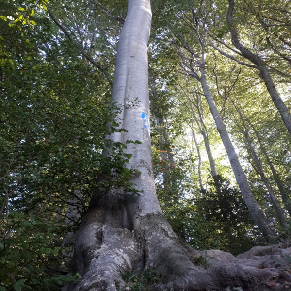 Kritzelbuche