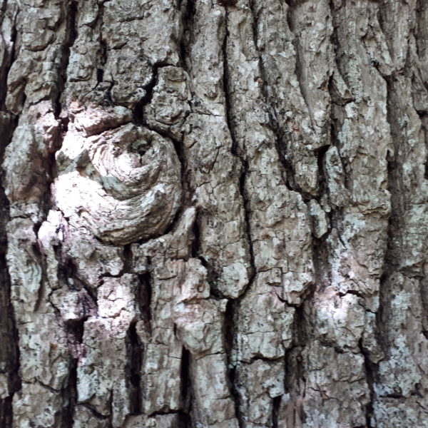Waches-Auge