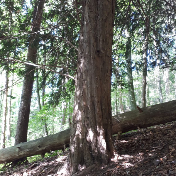 Turm-Eibe