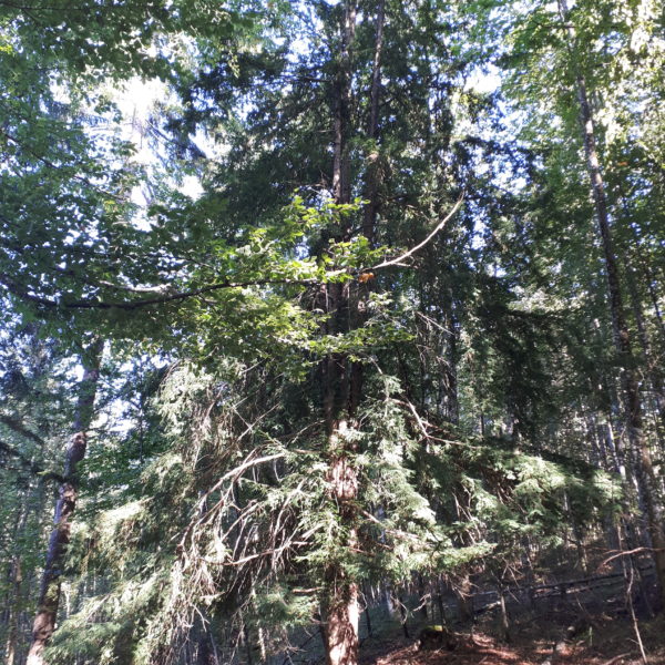 Familien-Eibe