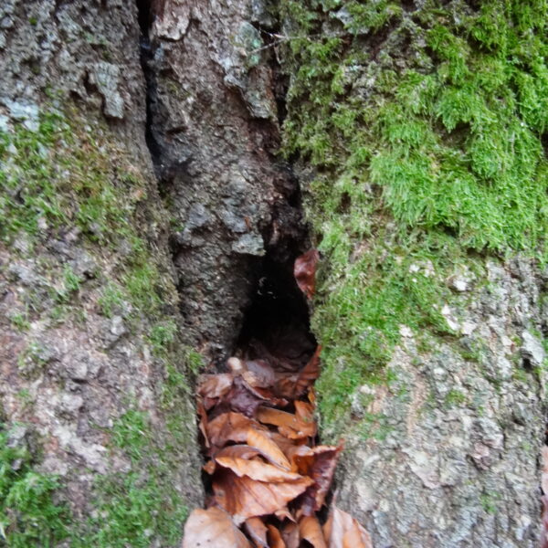 Fressnapf-Buche