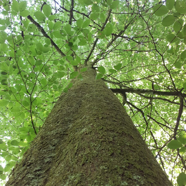 Waldmeister