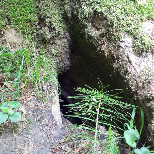 Chatzeschwanz-Esche