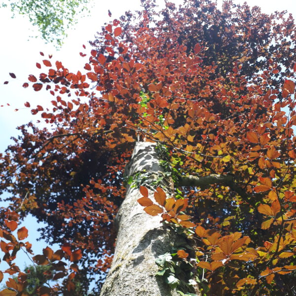 Randenbuche