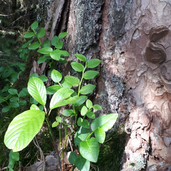 Tabaqui