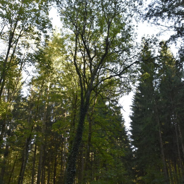 Mond-Weide