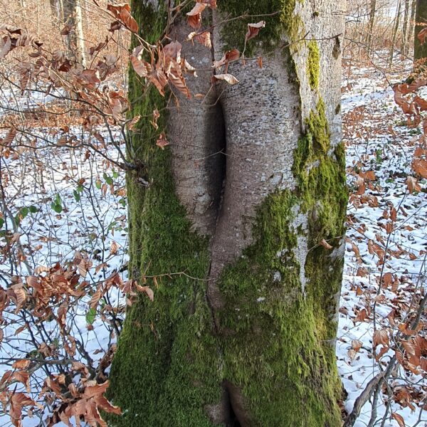 Verkrebste Höhlen-Buche