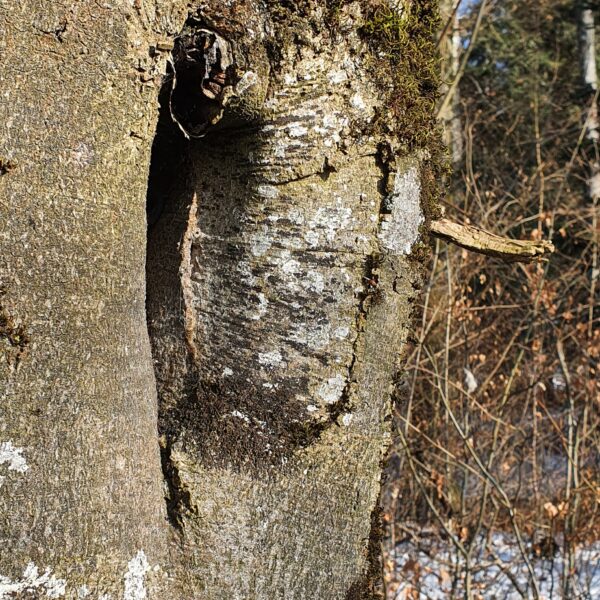 Insekten-Buche