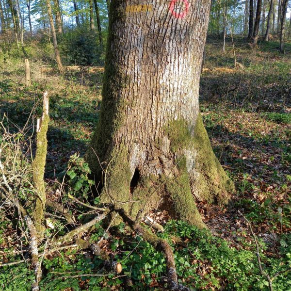 Drumlin-Eiche